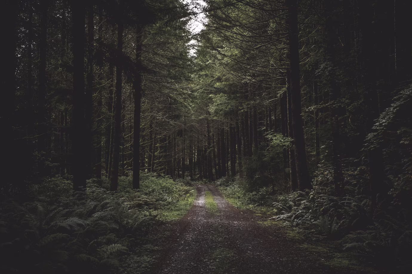 Woods